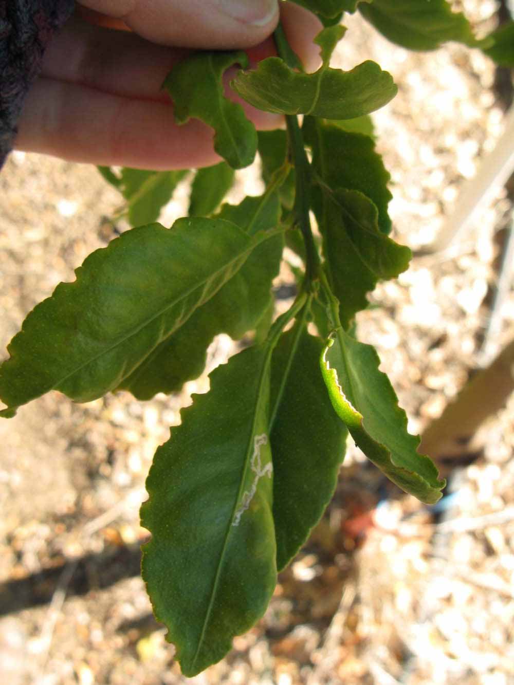            Shade leaves (Winter Haven, FL)   